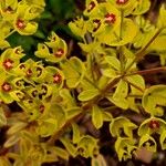 Euphorbia × martini Flower