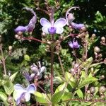 Rotheca myricoides आदत