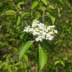 Viburnum prunifoliumŽiedas