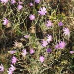 Xeranthemum annuum Blomma