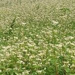 Fagopyrum tataricum ফুল