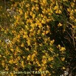 Genista salzmannii Habit