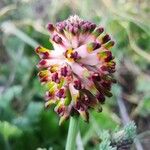 Platycapnos spicata Fleur