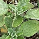 Salvia fruticosa Leaf