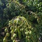 Litchi chinensis Fruto