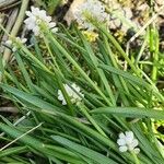 Muscari aucheri Flower