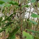 Anthocleista schweinfurthii पत्ता