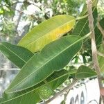 Ficus insipida Ліст