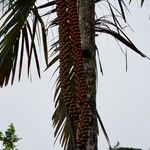 Howea belmoreana Tunda