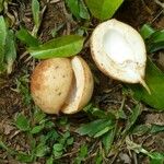 Myristica fragrans Fruit