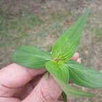 Spigelia anthelmia Blad