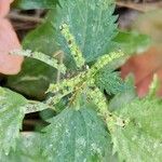 Urtica membranacea Plod