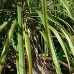 Beaucarnea gracilis Φύλλο