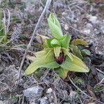 Ophrys arachnitiformis മറ്റ്