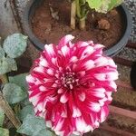 Dahlia pinnataFlower