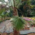 Washingtonia robusta পাতা