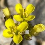 Brassica repanda Flower