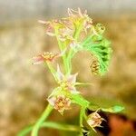 Drosera adelae Flor