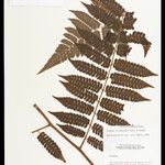 Cyathea cyatheoides Folla
