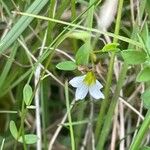 Linum catharticum Leaf