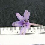 Delphinium denudatum Otro