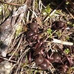 Cyclamen balearicum Fruit