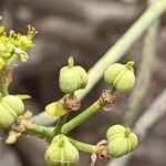 Euphorbia lamarckii Fruto