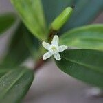 Erythroxylum novocaledonicum Flower