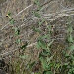 Aristolochia pistolochia Blad