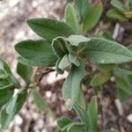 Cistus albidus Blatt