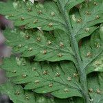 Dryopteris carthusiana Fiore