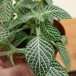 Fittonia albivenis List