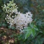 Filipendula ulmariaFlors