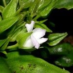 Napeanthus bracteatus Flor