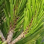 Pinus heldreichii چھال