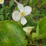 Viola canadensis Flor