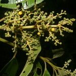 Miconia theizans Hoja
