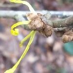 Hamamelis × intermedia Çiçek