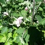 Althaea officinalisFlower