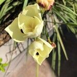 Dietes bicolor Flower