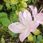 Rhododendron schlippenbachii Květ