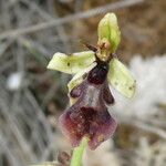 Ophrys insectifera 花