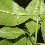 Cuphea appendiculata Leaf