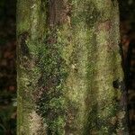 Sloanea brevipes Bark