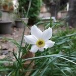 Narcissus poeticus Blüte