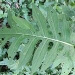 Cirsium oleraceum Blad