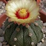 Astrophytum capricorne Tervik taim