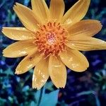 Sphagneticola trilobata Flower