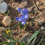 Moraea mediterranea Habit