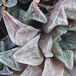Haworthia turgida Leaf